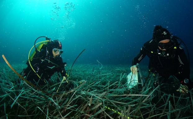 Así nos hablan los bosques del mar