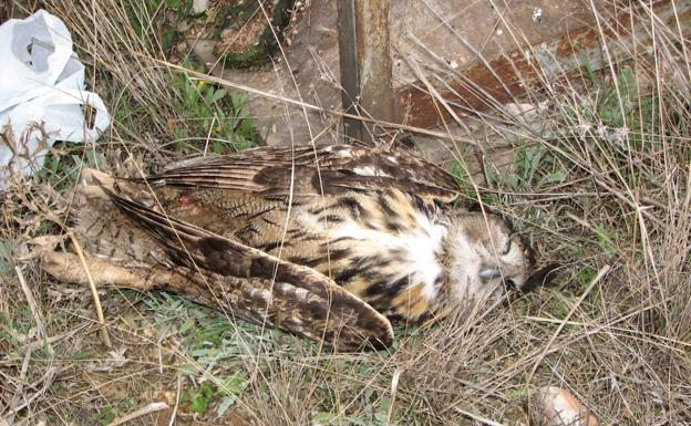 Los tendidos eléctricos matan 297 búhos reales y 42 águilas perdiceras en 8 años en la Región