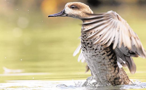 Objetivo: salvar a la cerceta pardilla