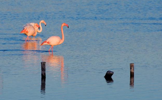 La Región promociona el avistamiento de aves como alternativa de turismo seguro y sostenible
