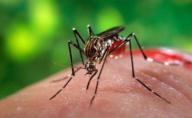 Salud reúne a los municipios de la Región para actuar sobre el control de insectos transmisores de enfermedades