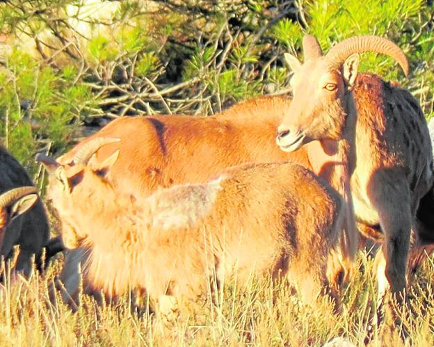 La sarna amenaza al arruí