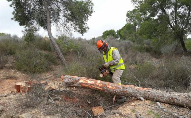 Medio Ambiente actúa contra un foco del insecto que secó dos millones de pinos