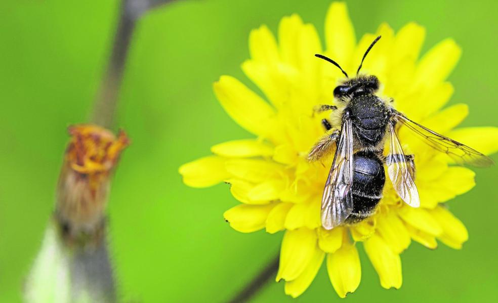 Las desconocidas y solitarias abejas silvestres