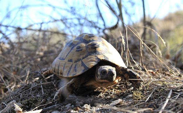 Pasillos verdes para la tortuga mora