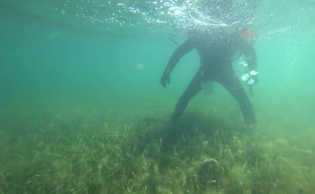 Medio Ambiente encuentra una nueva colonia de 104 nacras en el Mar Menor