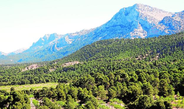 Agefomur, baluarte de las infraestructuras verdes y el aprovechamiento de la bioeconomía forestal