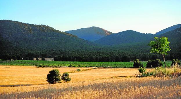 Profomur, una entidad comprometida con la preservación del entorno forestal