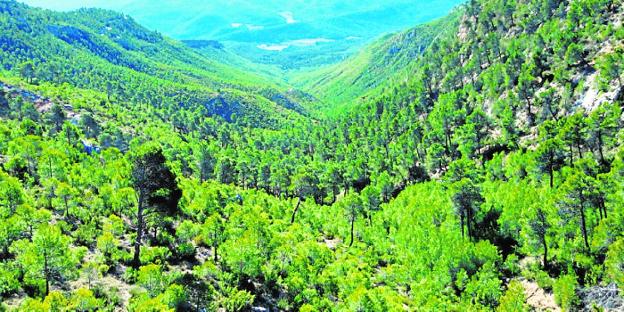 El Colegio de Ingenieros de Montes, una referencia de la restauración de bosques