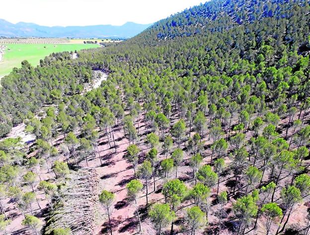 Arbórea Ingeniería, nuevas tecnologías para un medio natural sostenible