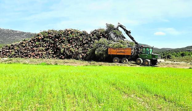 Soliva, la sostenibilidad llevada a la gestión de los bosques