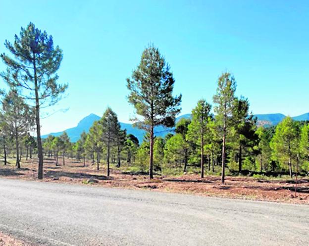 La Unión Ingeniería Forestal, una gestión sostenible de los montes