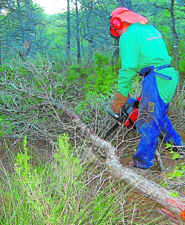 Retamar, referente en la reforestación de incendios