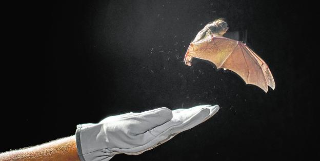 Localizan en el Carche dos murciélagos anillados en Albacete y Santomera