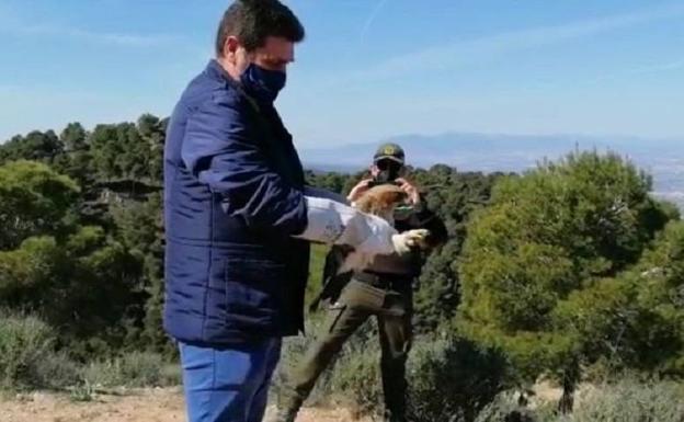 Liberan un águila y un busardo ratonero tras su tratamiento en el Centro de Recuperación 'El Valle'