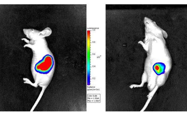 Un fármaco antitumoral desarrollado en la Región de Murcia será probado a nivel mundial