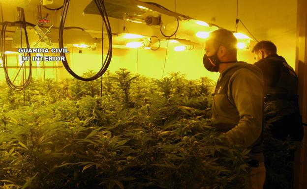 Desmantelan un cultivo de marihuana con 181 plantas en Librilla y detienen a los dos responsables