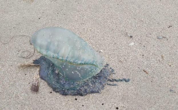 Alertan del avistamiento de carabelas portuguesas en playas de La Manga y el Mar Menor