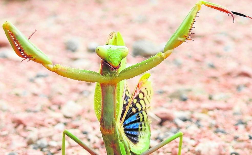 Procesión de mantis en la Región