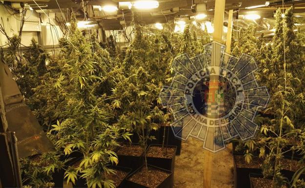 La Policía Local de Molina de Segura desmantela una plantación de marihuana oculta en una nave