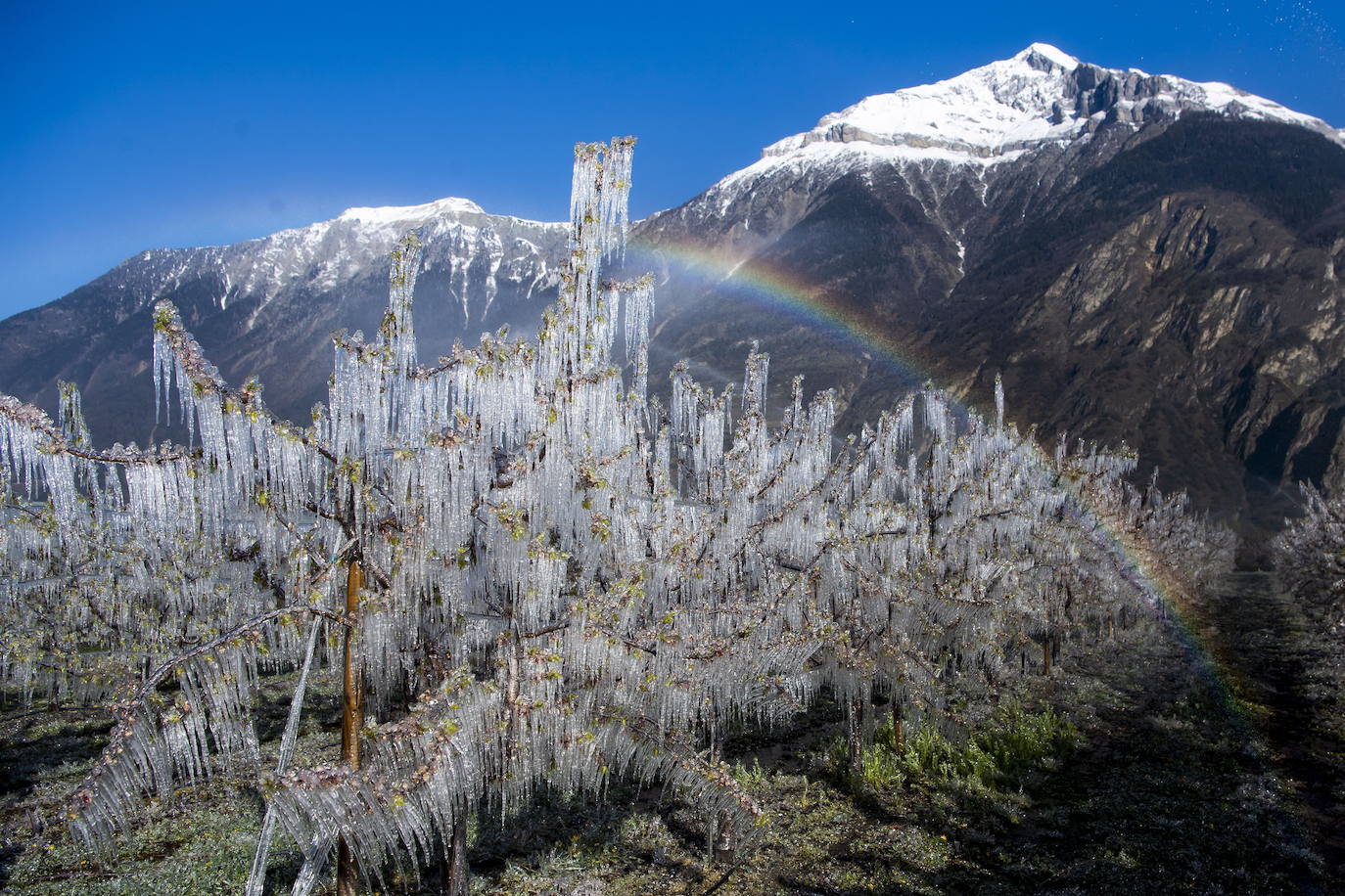 Contra las heladas frío o fuego