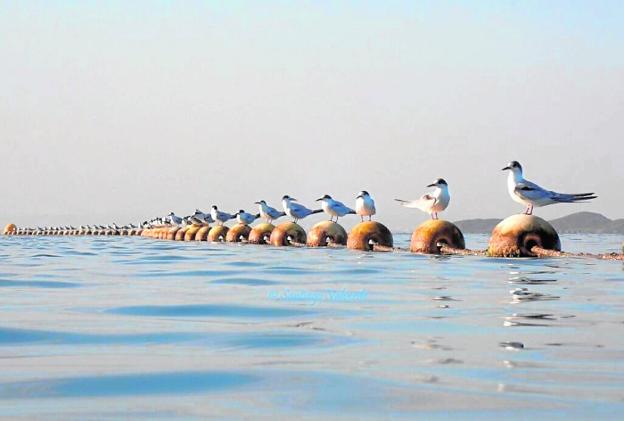 La imagen del 'Distanciamiento social' gana el concurso de fotografía Life Salinas