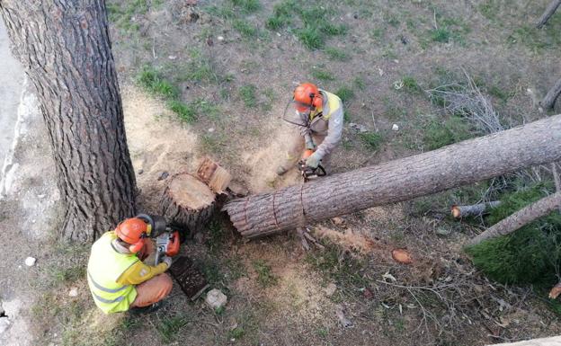 Controlan nuevos focos de barrenillos del pino en Murcia, Ricote, Ojós y Abarán