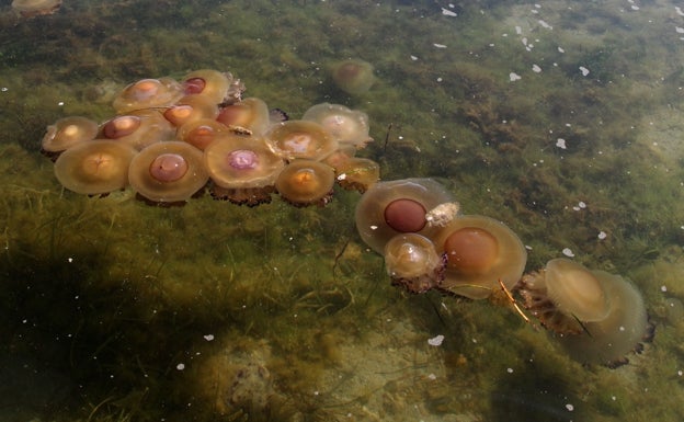 ¿Por qué están llegando tantas medusas a la costa mediterránea?