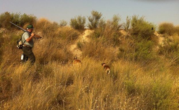 Autorizan la caza de jabalís durante el horario del toque de queda para evitar daños en la agricultura