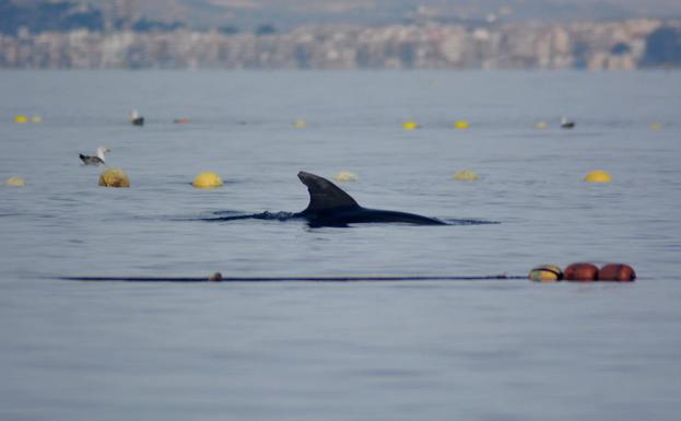 Liberados dos delfines mulares en la almadraba de La Azohía