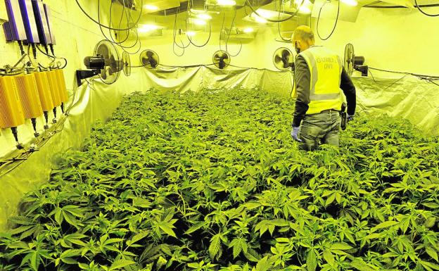 Desmantelan tres plantaciones de marihuana 'indoor' en casas de huerta de Murcia