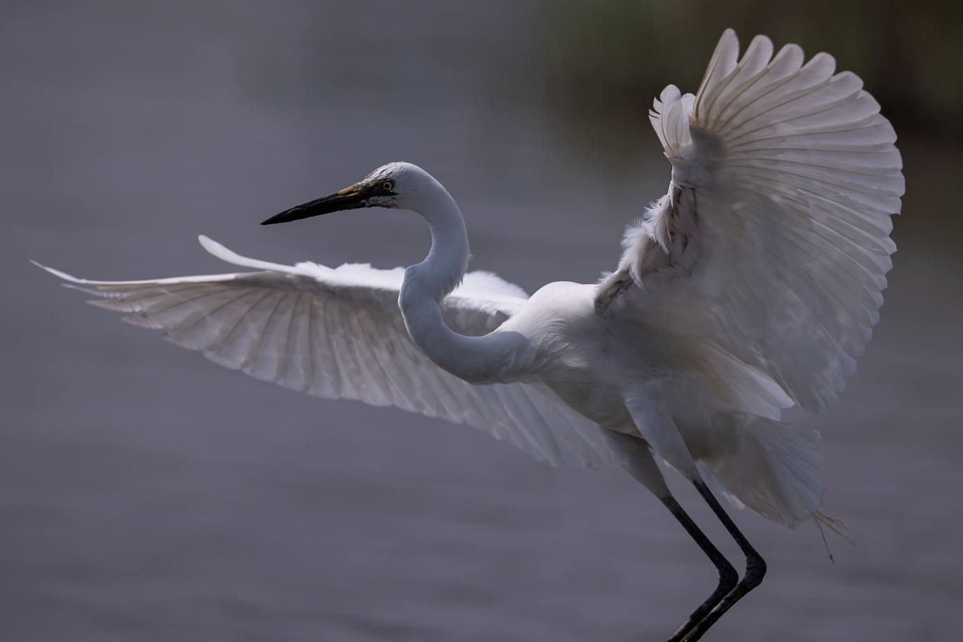 Aves en la reserva