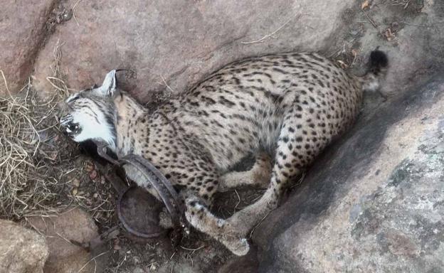 Por qué un lince cuesta 6.000 euros en Murcia y 90.000 en Albacete