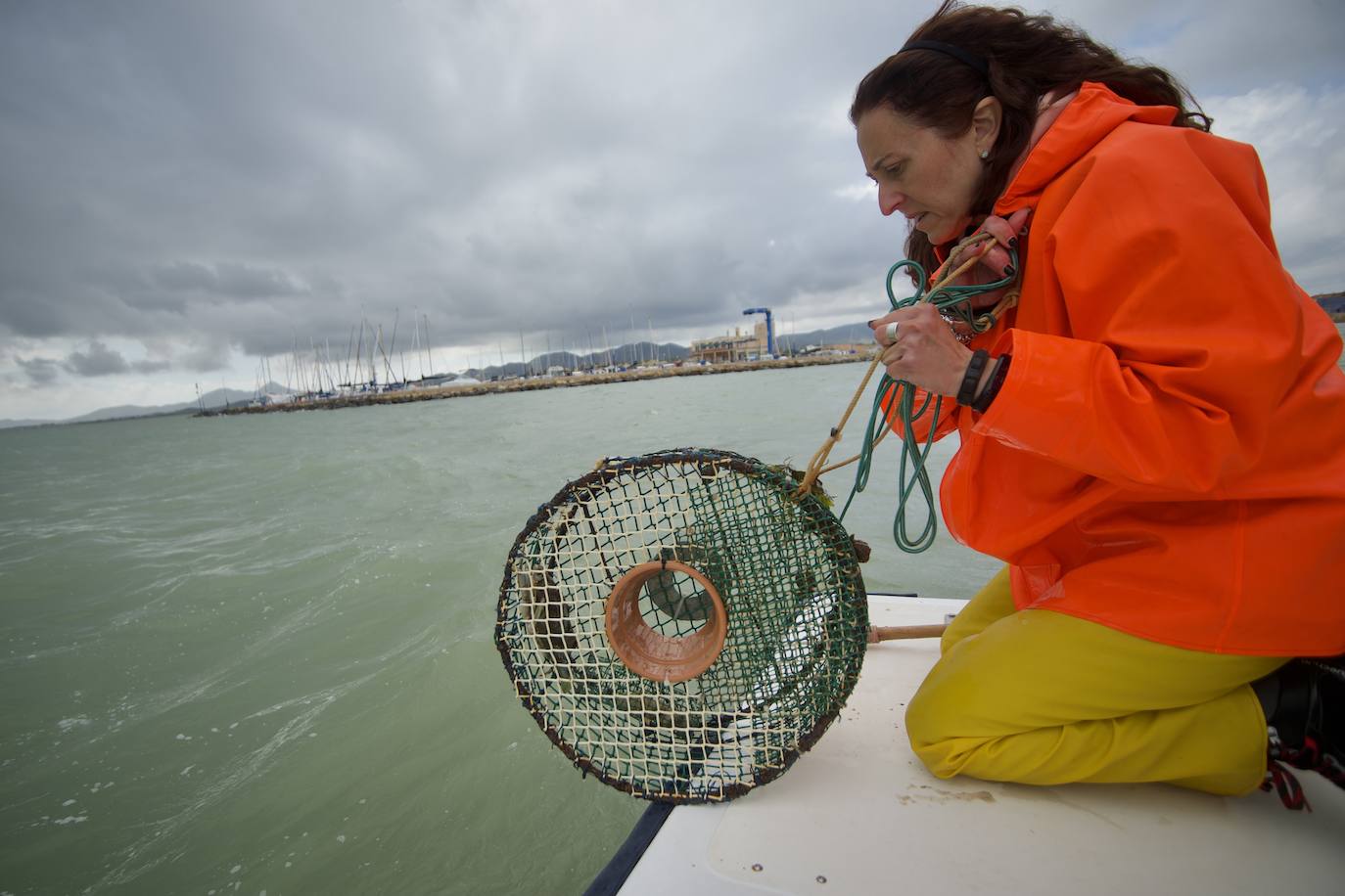 Pesca y estudio del cangrejo azul, la especie invasora más temida en el Mar Menor