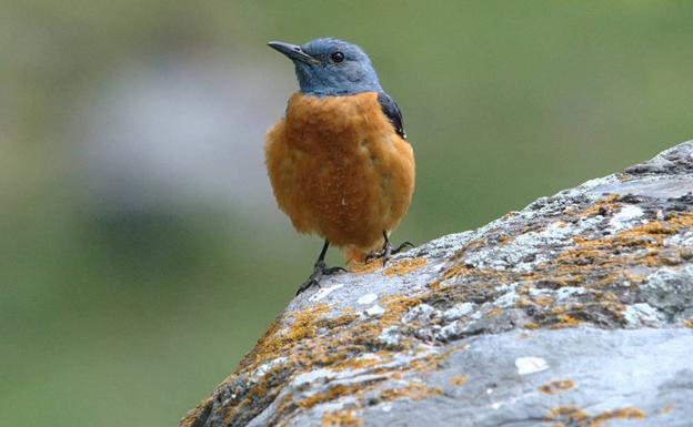 El 37% de las aves comunes, en declive