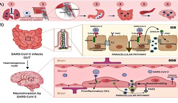 Identifican una molécula que transporta la covid a la sangre