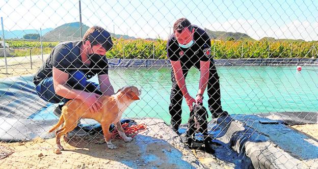 Rescatan a dos perros de una balsa de riego en Ulea