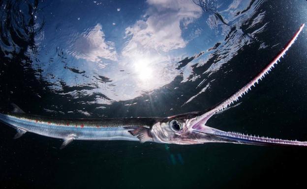 La fauna y la flora del Mar Menor, de la A a la Z