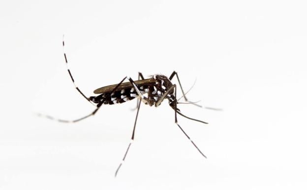 La Región intensifica la sensibilización para prevenir la proliferación del mosquito tigre