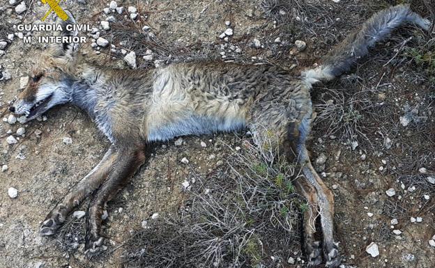 Investigan a cuatro sospechosos de usar veneno en fincas agrícolas y en un coto de la Región de Murcia