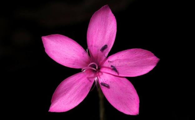 ¡Las plantas nos llaman!