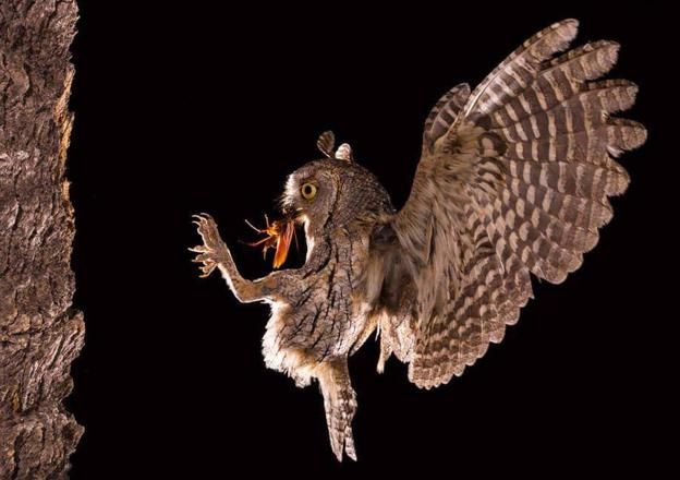 Murcia pierde a sus autillos