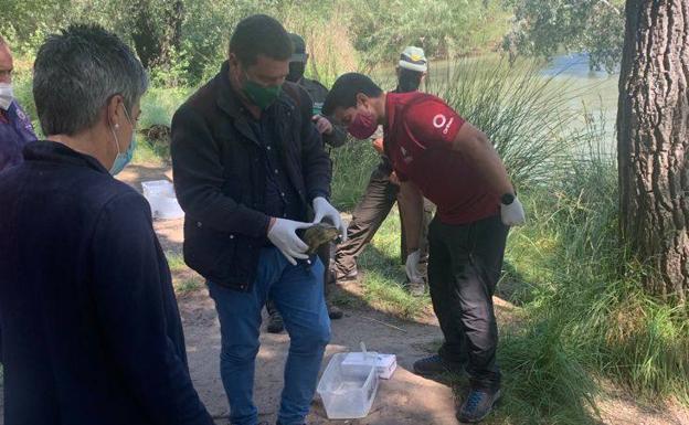Liberados seis galápagos leprosos en la Reserva Natural de Cañaverosa en Calasparra