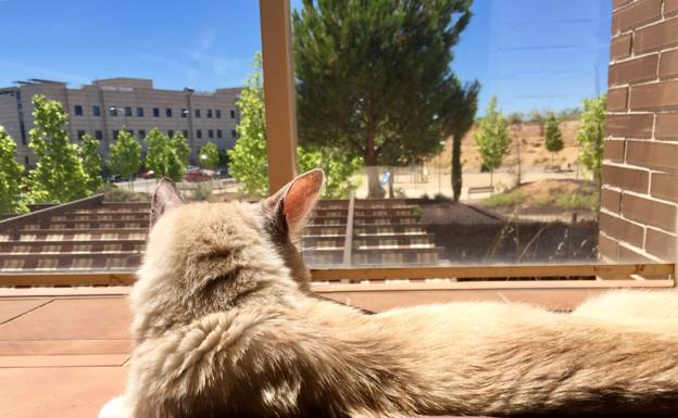 Desarticulada una banda que estafaba con falsas adopciones de gatos