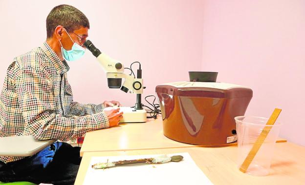 Sanidad detecta en la pedanía lorquina de Campillo los primeros puntos de cría de mosquito tigre