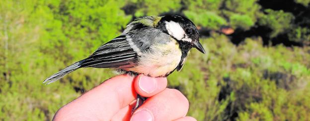 Colocan doscientas cajas-nido para que el 'chichipán' sea nuestro centinela