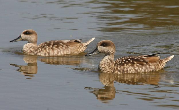 ANSE y SEO/BirdLife compran 55 hectáreas de humedales para proteger a la cerceta pardilla