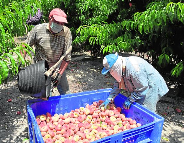 La recogida de fruta y el turismo tirarán de nuevo del empleo regional en el verano