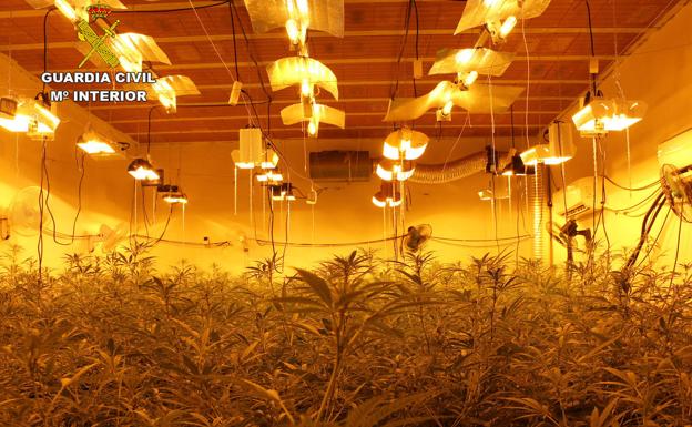 Detenidos 40 miembros de una red dedicada al cultivo y tráfico de droga en el Noroeste de la Región