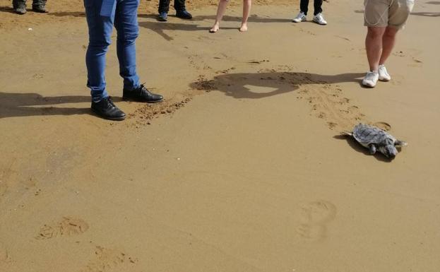 Liberan en la playa de Calblanque a una tortuga boba tras recuperarse de una amputación de la aleta